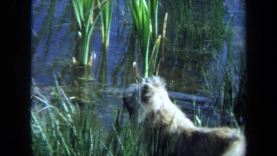 1971 Maine 8mm still of a shaggy dog looking up from a lakeside patch of reeds and grasses.