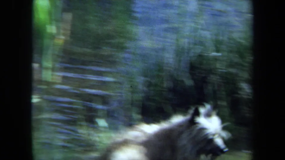 Soft, motion-blurred 8mm frame of the dog moving near reeds and rippled lake water in Maine.