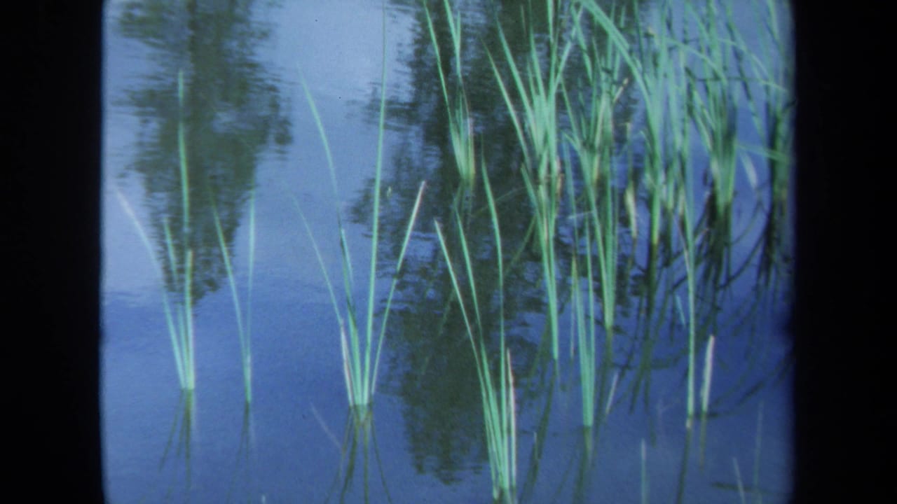1971 Maine 8mm frame showing calm pond water, green reeds, and soft reflections along a dark film-gate edge.
