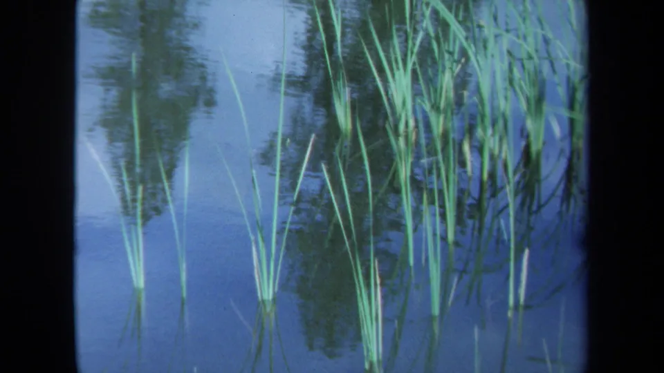 1971 Maine 8mm frame showing calm pond water, green reeds, and soft reflections along a dark film-gate edge.