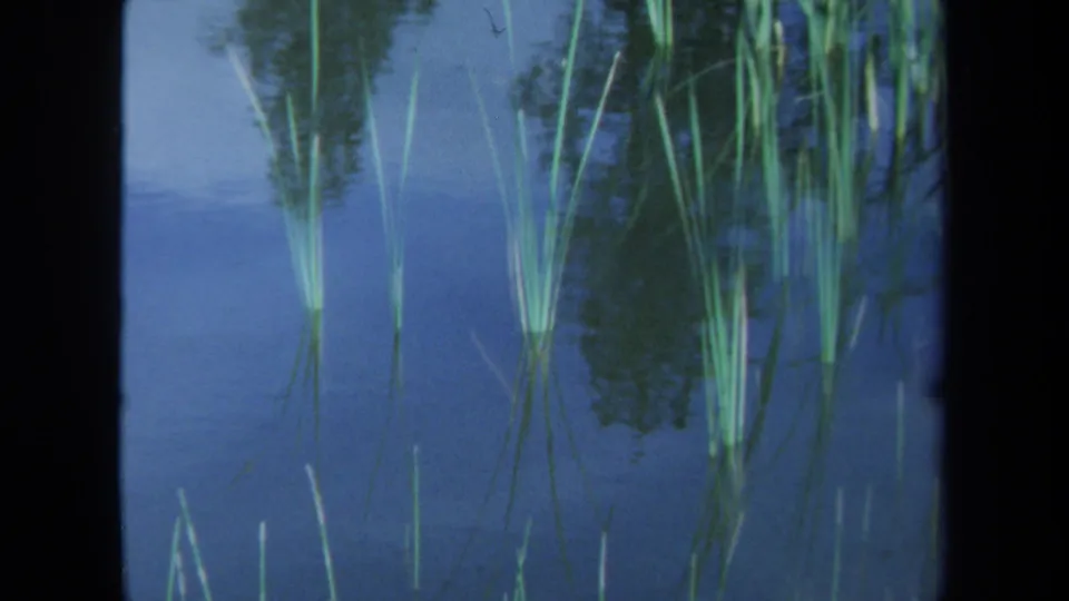 1971 Maine 8mm frame of upright reeds reflected in calm pond water, bordered by dark film edges.