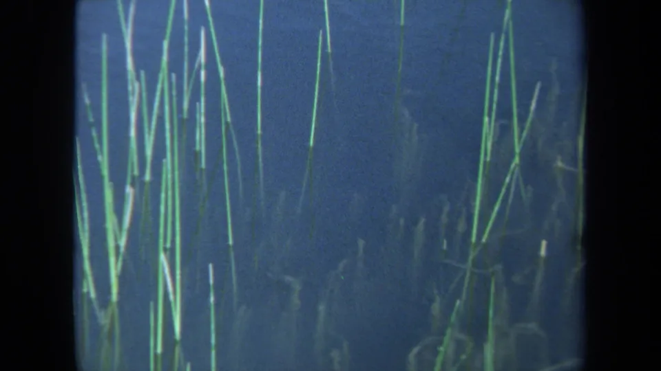 1971 Maine 8mm frame of clustered reeds in calm blue pond water with dim natural reflections.