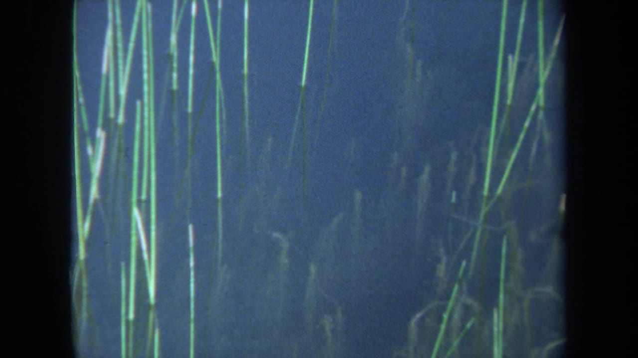 1971 Maine 8mm frame showing tall green reeds and soft seaweed forms beneath dark blue water.