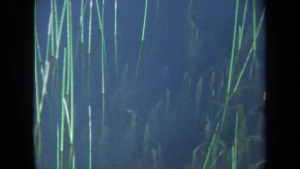 1971 Maine 8mm frame showing tall green reeds and soft seaweed forms beneath dark blue water.