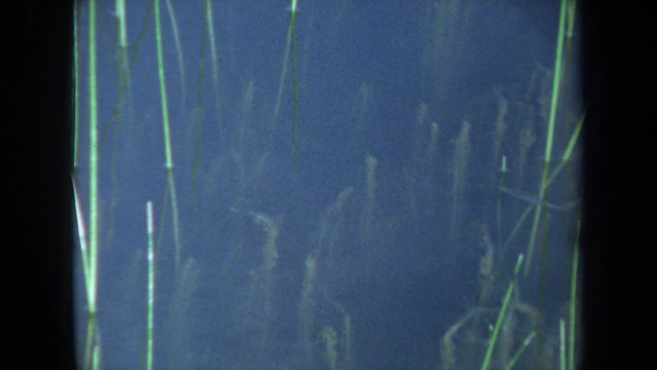 Tall reeds and faint seaweed shapes suspended in blue water.