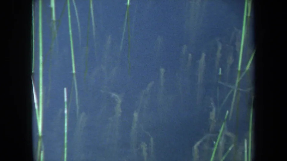 1971 Maine underwater view with vertical green reeds and dim aquatic plants in blue water.