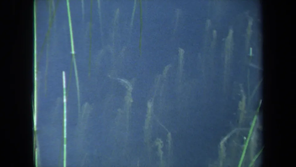 1971 Maine 8mm frame of murky underwater vegetation, with green reeds crossing a blue field.