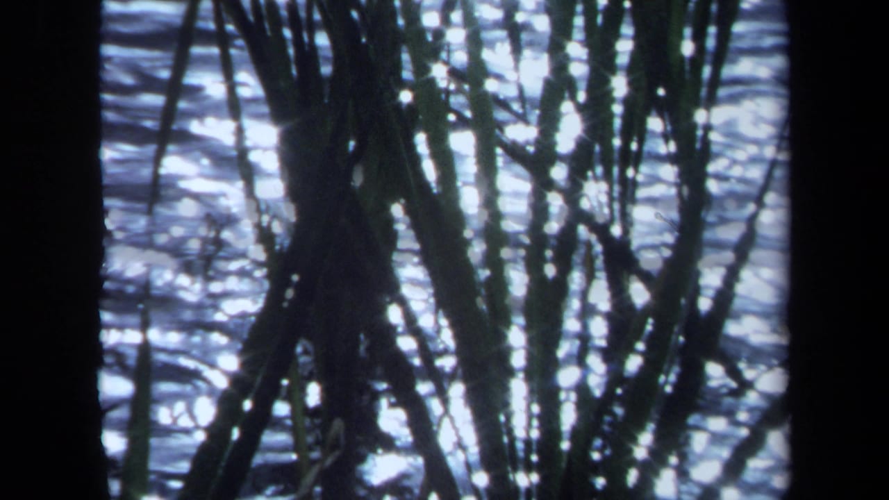 1971 Maine 8mm frame showing reeds silhouetted against sunlit rippling lake water.