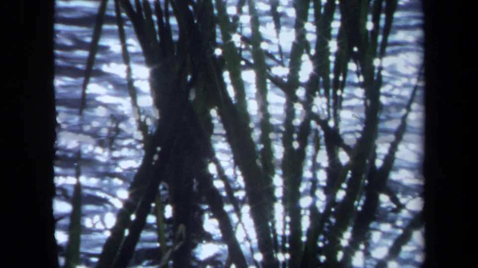1971 Maine 8mm frame showing reeds silhouetted against sunlit rippling lake water.