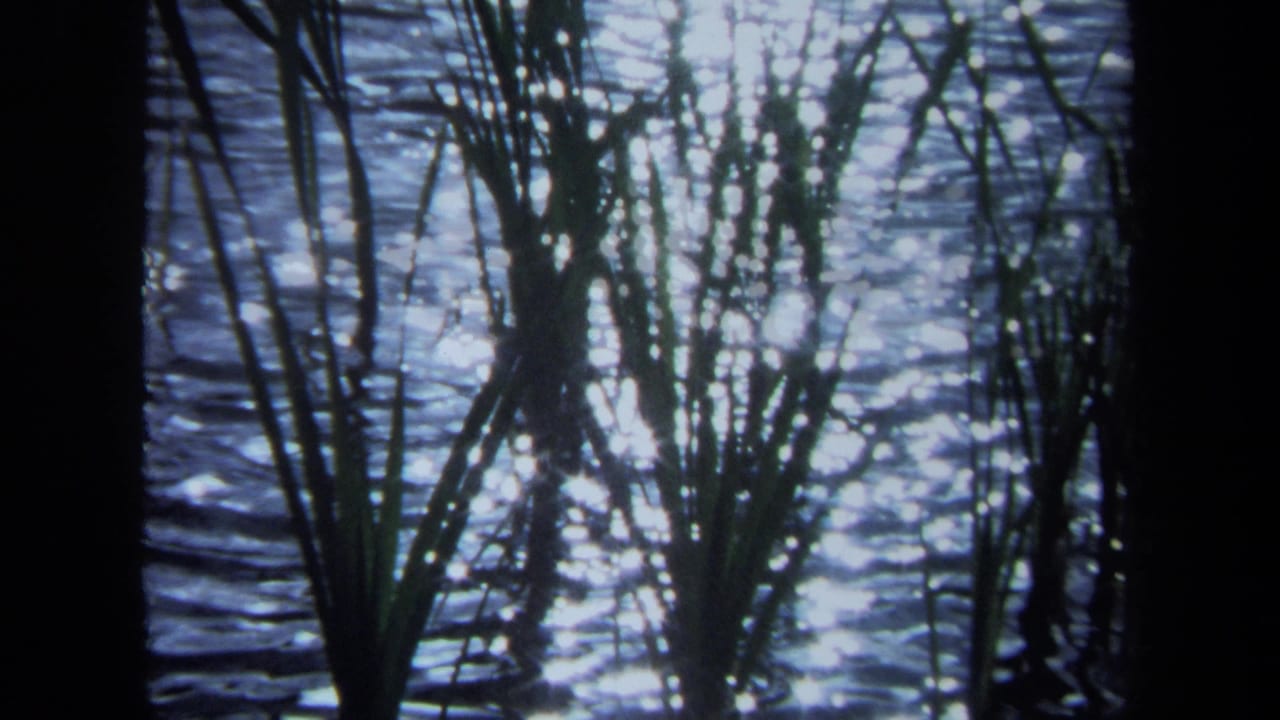 Tall grasses cross bright reflections on a rippling lake surface.