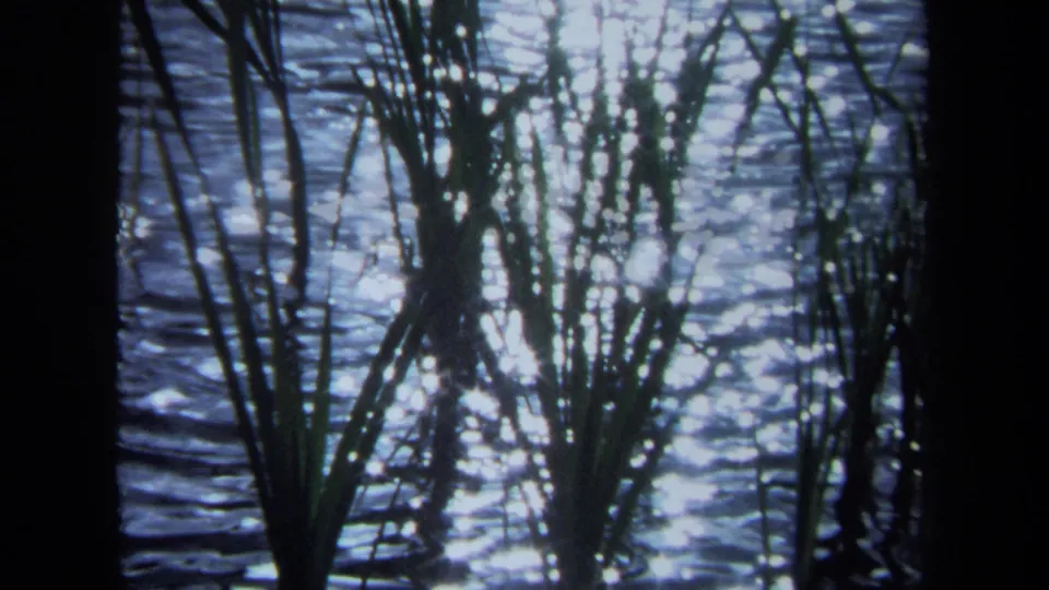 1971 Maine lakeside frame with tall grasses and bright sunlight reflected across moving water.