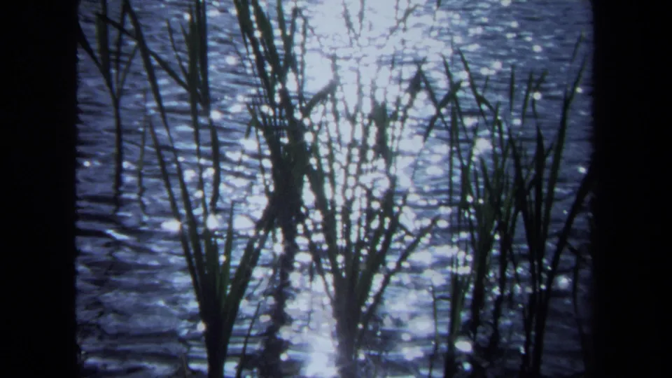 1971 Maine 8mm view of foreground reeds and grasses silhouetted over glittering lake water.