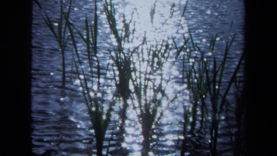 1971 Maine home-movie frame of reeds and shoreline grass in silhouette against bright rippling water.