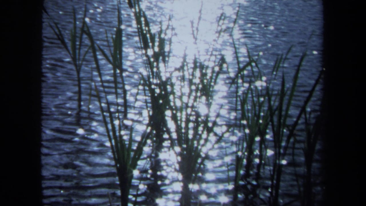 1971 Maine 8mm frame showing bright reflections on shallow water with reeds silhouetted in front.