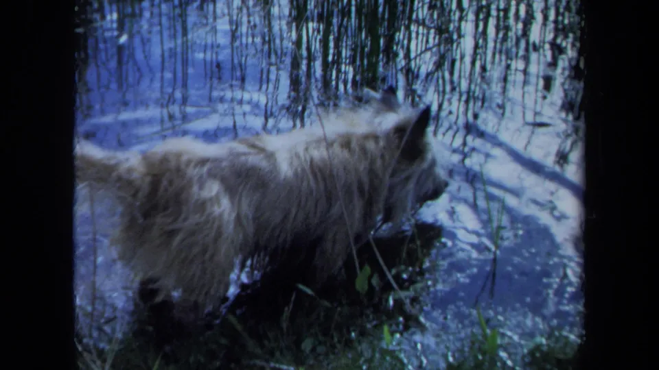 1971 Maine home-movie frame of a fluffy light dog wading at the river edge among tall reeds and blue reflections.