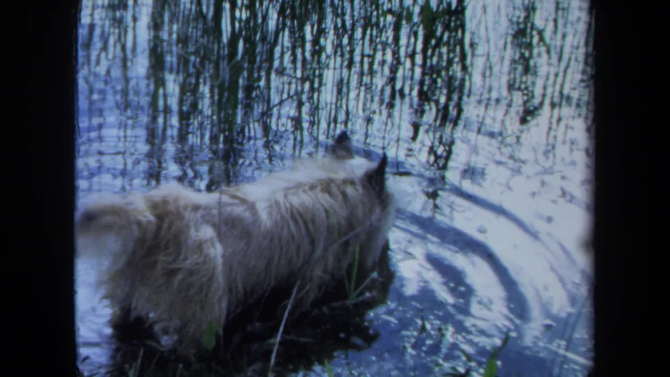 1971 Maine 8mm frame with a light-colored dog moving through shallow river water under reflected reeds.