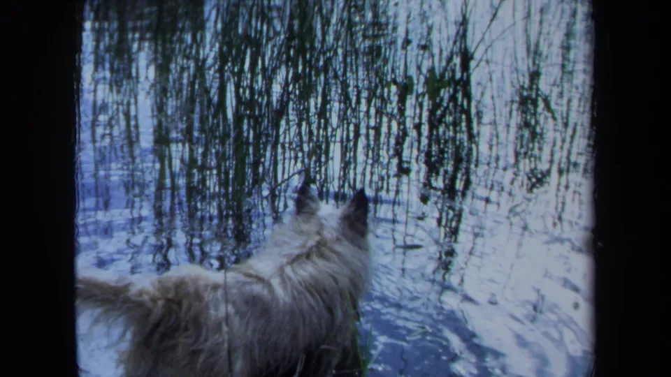 1971 Maine home-movie frame showing the dog looking toward reeds and rippled blue water at the river edge.