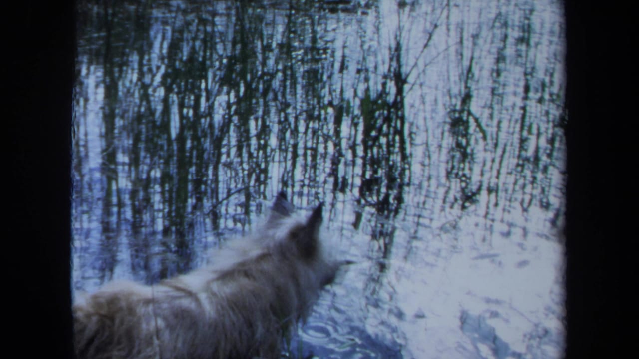 In Maine 1971 home-movie footage, a fluffy white dog looks toward a reflective waterway and dense reeds.