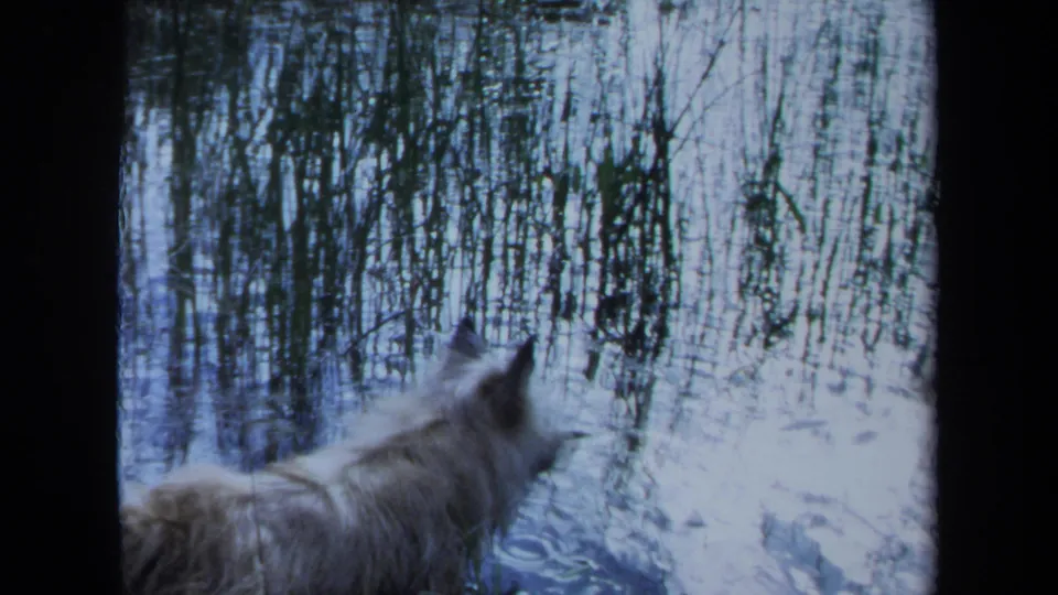 In Maine 1971 home-movie footage, a fluffy white dog looks toward a reflective waterway and dense reeds.