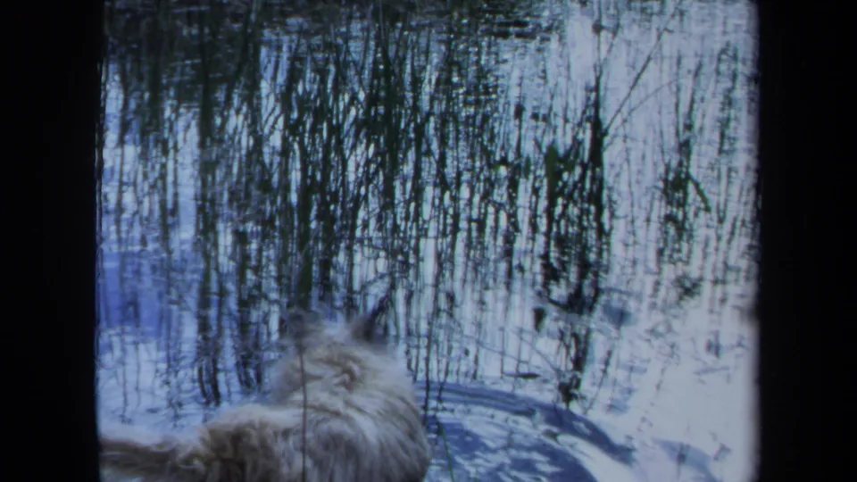 The 1971 Maine 8mm frame shows the dog's head and back at the edge of bright water and dark reeds.