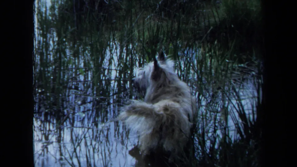A fluffy white dog pauses among reeds beside a dark, reflective Maine waterway in 1971 home-movie footage.