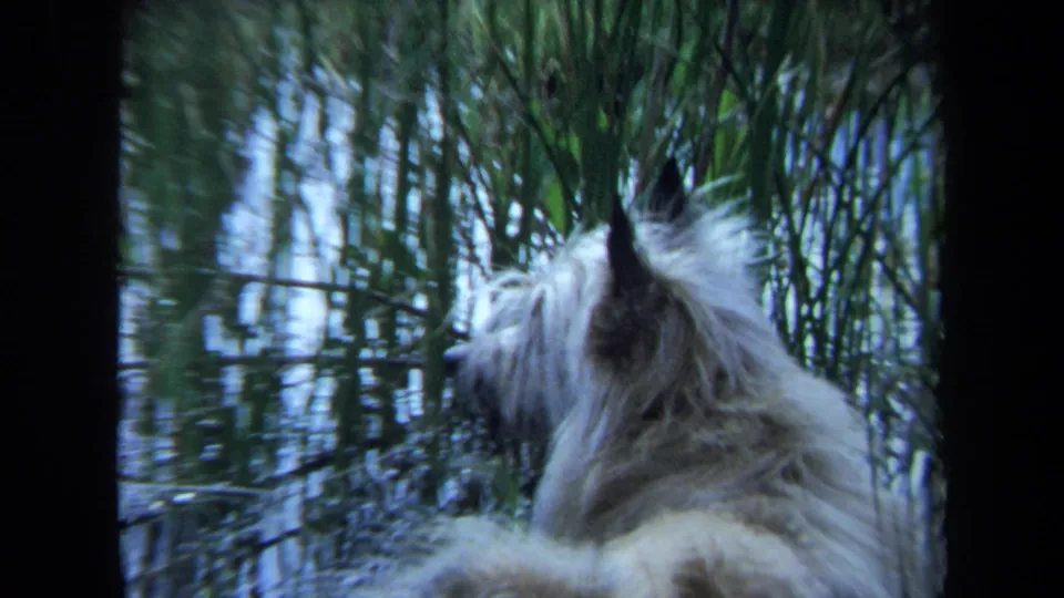 The final Maine 1971 frame gives a closer view of the shaggy dog watching a green reed bed across reflective water.