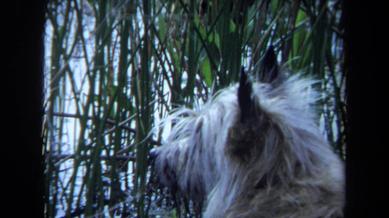 In 1971 Maine 8mm footage, a fluffy white dog looks through tall reeds in a shaded outdoor setting.