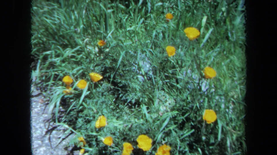Yellow wildflowers bloom in tall grass, likely filmed near the same Maine travel stop in the 1971 home-movie clip.