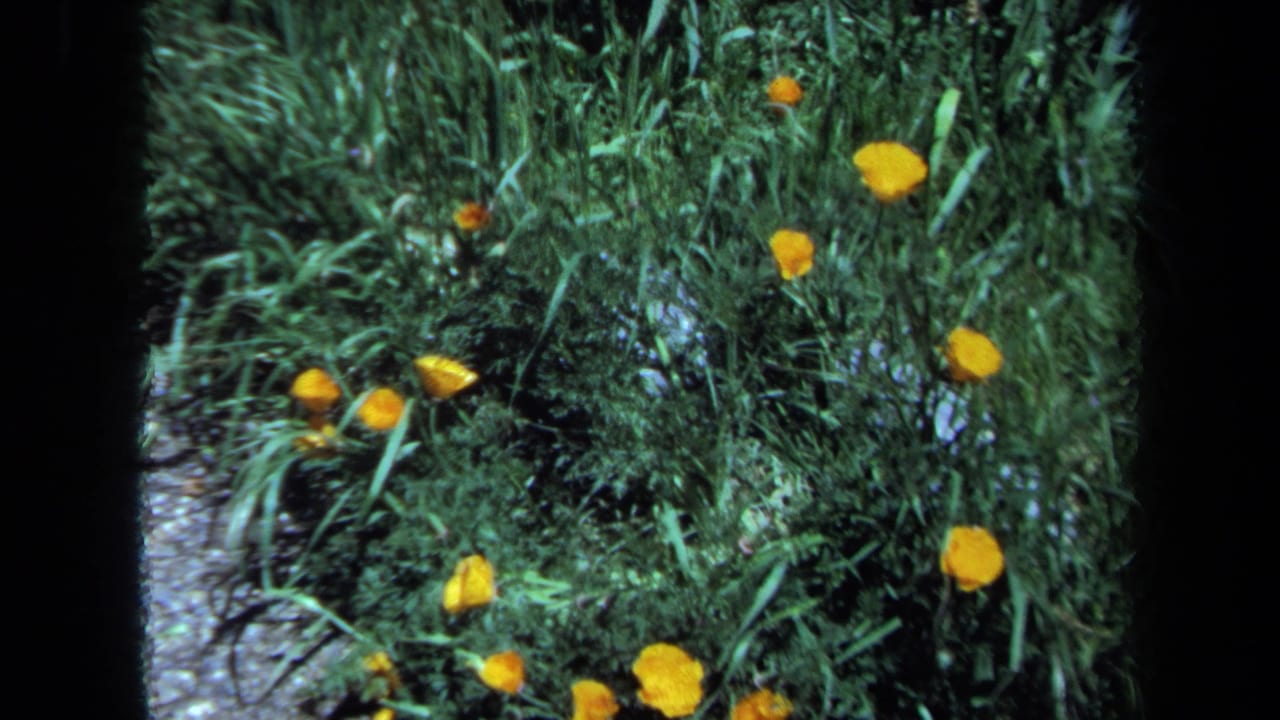 1971 Maine 8mm frame showing small yellow flowers amid thick green spring foliage and grass.
