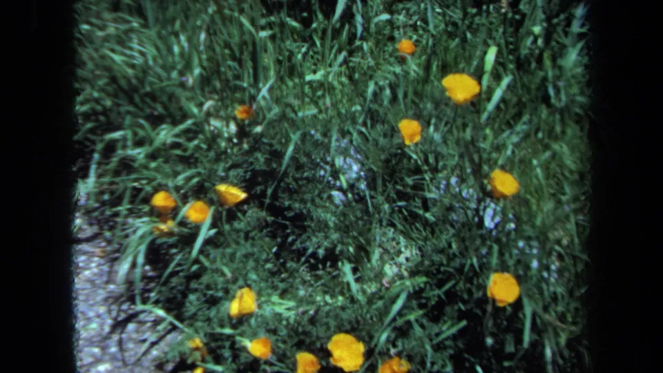 1971 Maine 8mm frame showing small yellow flowers amid thick green spring foliage and grass.
