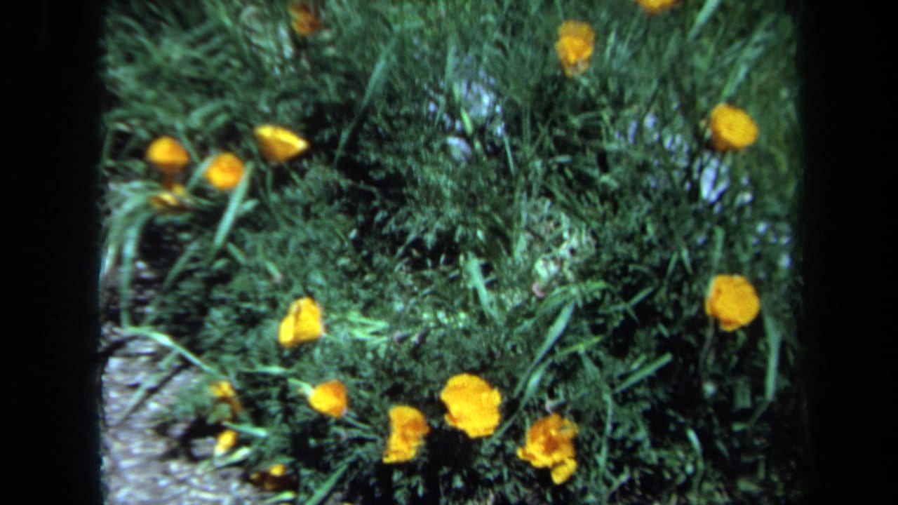 Yellow blooms and green plants fill a close view with dark frame edges.