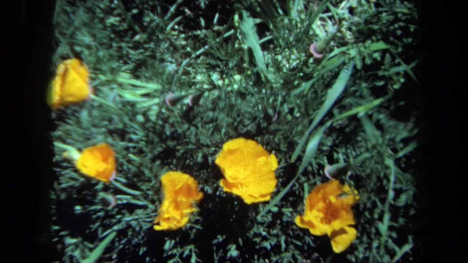 1971 Maine 8mm close-up of yellow flower petals surrounded by grass and fine green foliage.