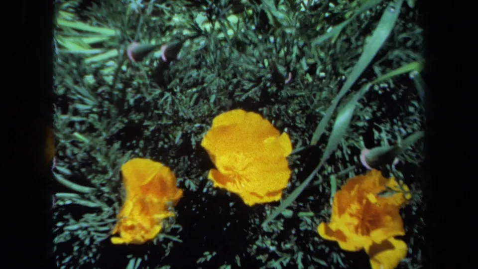 1971 Maine 8mm frame showing several yellow flowers clustered among thick green spring plants.