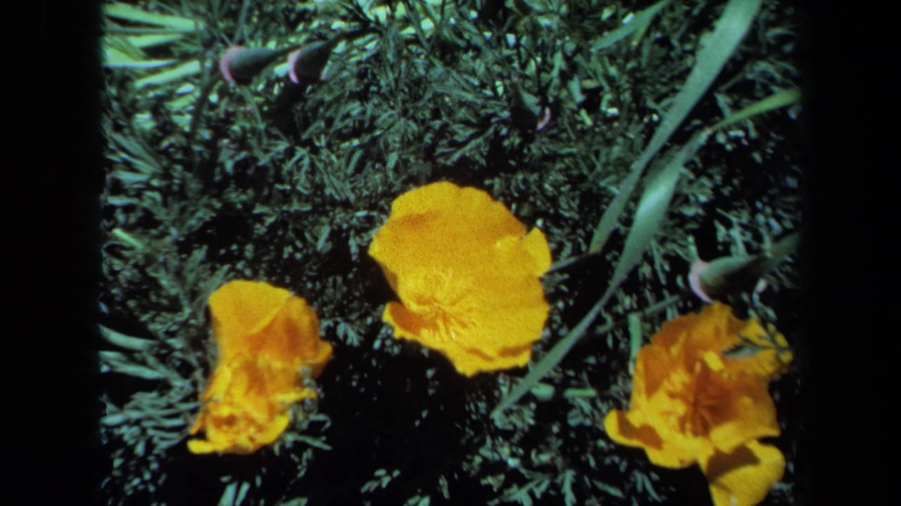 Close-up of orange poppies among green foliage in Maine 1971 home-movie footage.