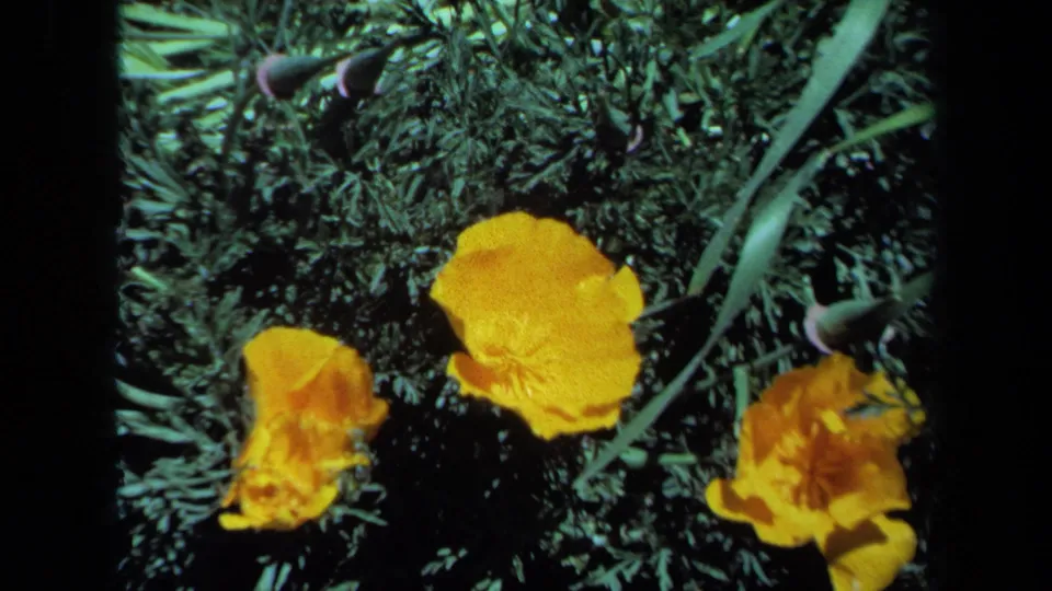 Close-up of orange poppies among green foliage in Maine 1971 home-movie footage.