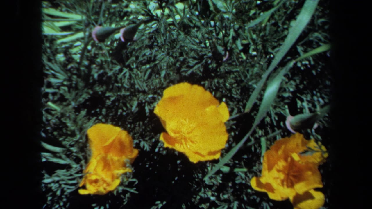 Orange poppies, buds, and green leaves seen in close-up.