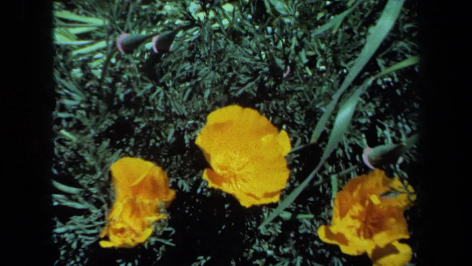 Orange poppies and buds appear against dense green foliage in the 1971 Maine 8mm clip.