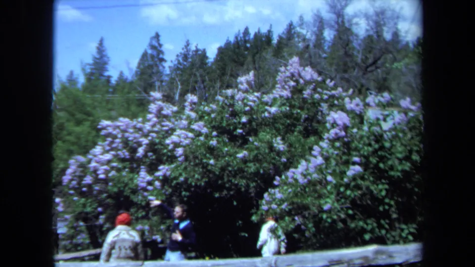 A wider Maine garden shot shows purple flowering shrubs, tall trees, visitors below, and a rustic wooden rail in the foreground.