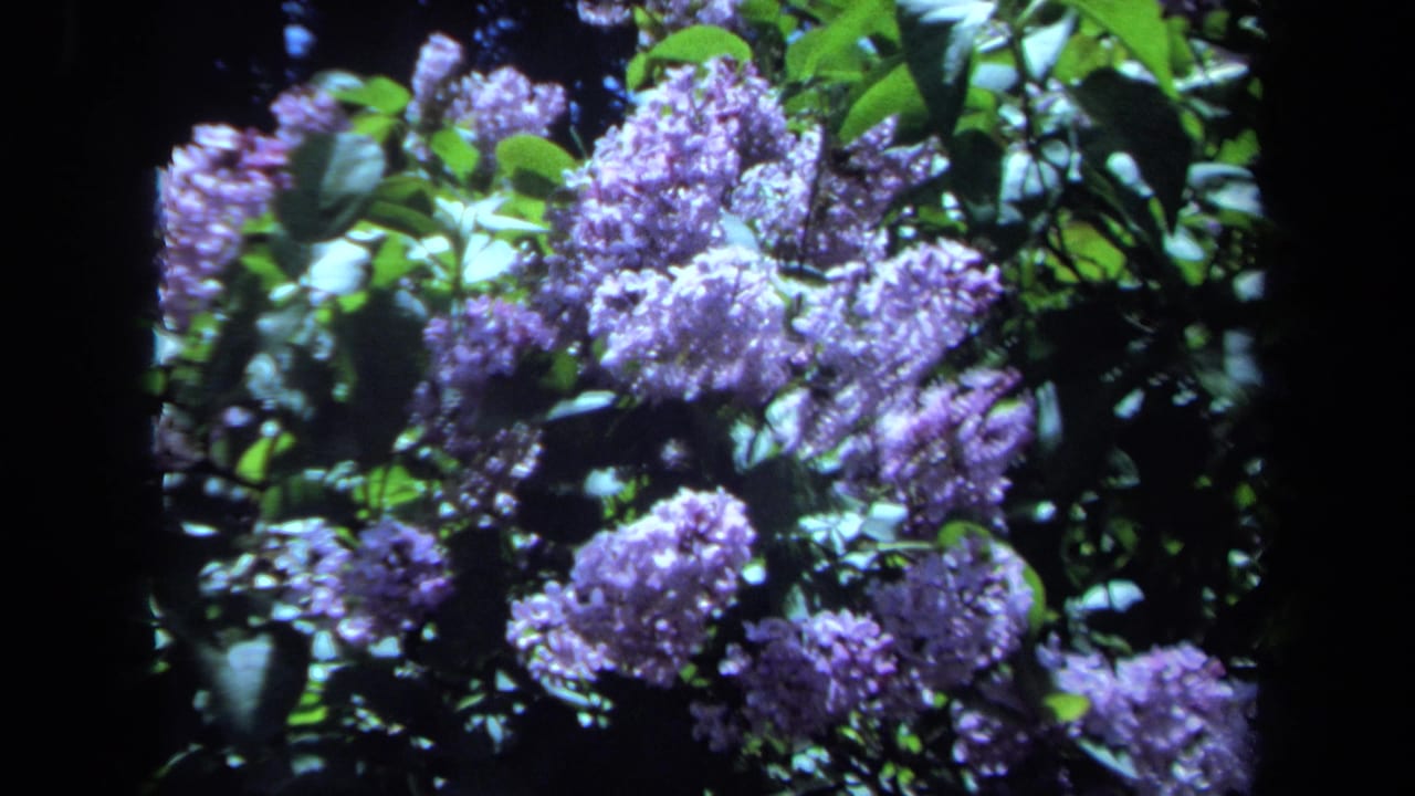 1971 Maine 8mm frame showing violet lilac flower clusters among green leaves with deep shadow behind them.