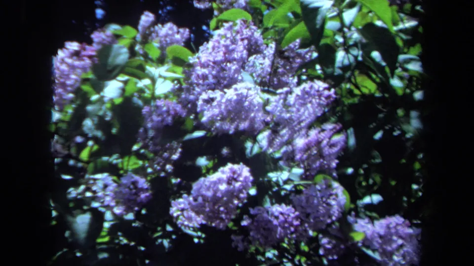 1971 Maine 8mm frame showing violet lilac flower clusters among green leaves with deep shadow behind them.