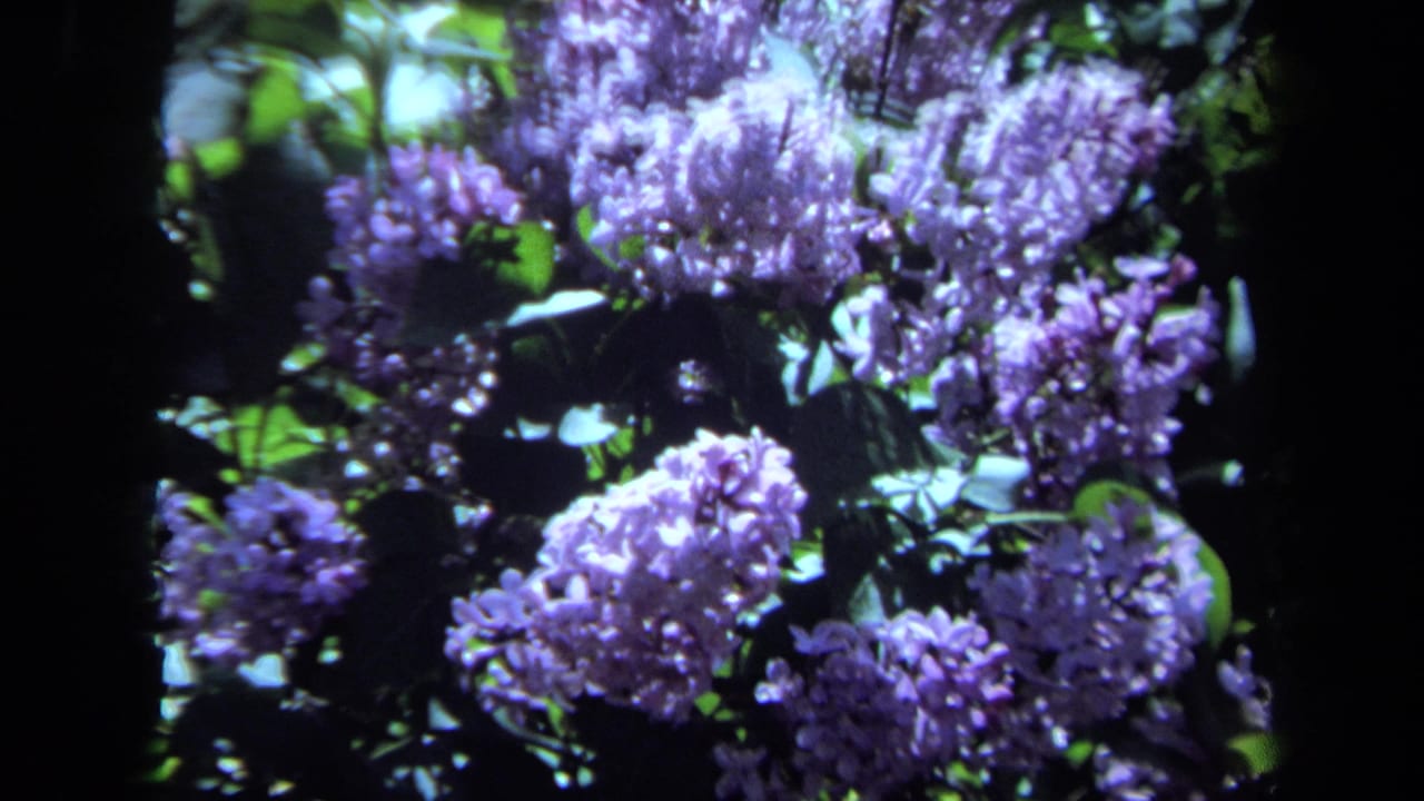 Close 1971 Maine home-movie view of lilac clusters blooming among leaves, with soft focus and strong contrast.