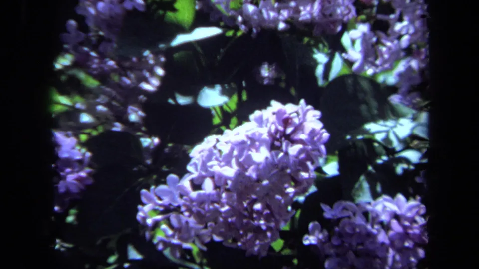 1971 Maine 8mm still with a large violet lilac bloom in the foreground and darker leafy growth behind it.