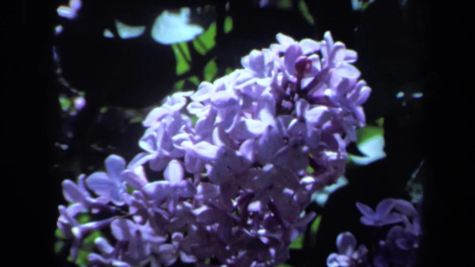 Maine 1971 home-movie frame showing a close violet lilac cluster beside green leaves and smaller blooms.