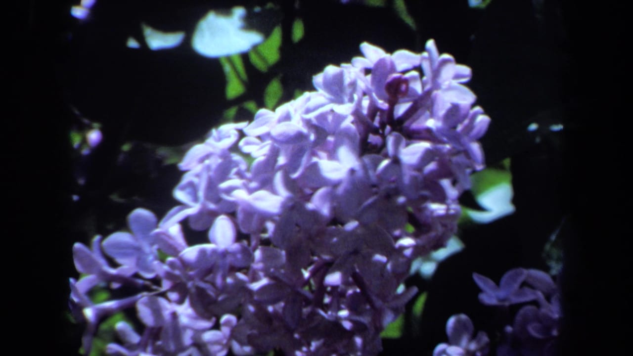 1971 Maine 8mm frame showing purple lilac blossoms in soft focus against dark garden foliage.
