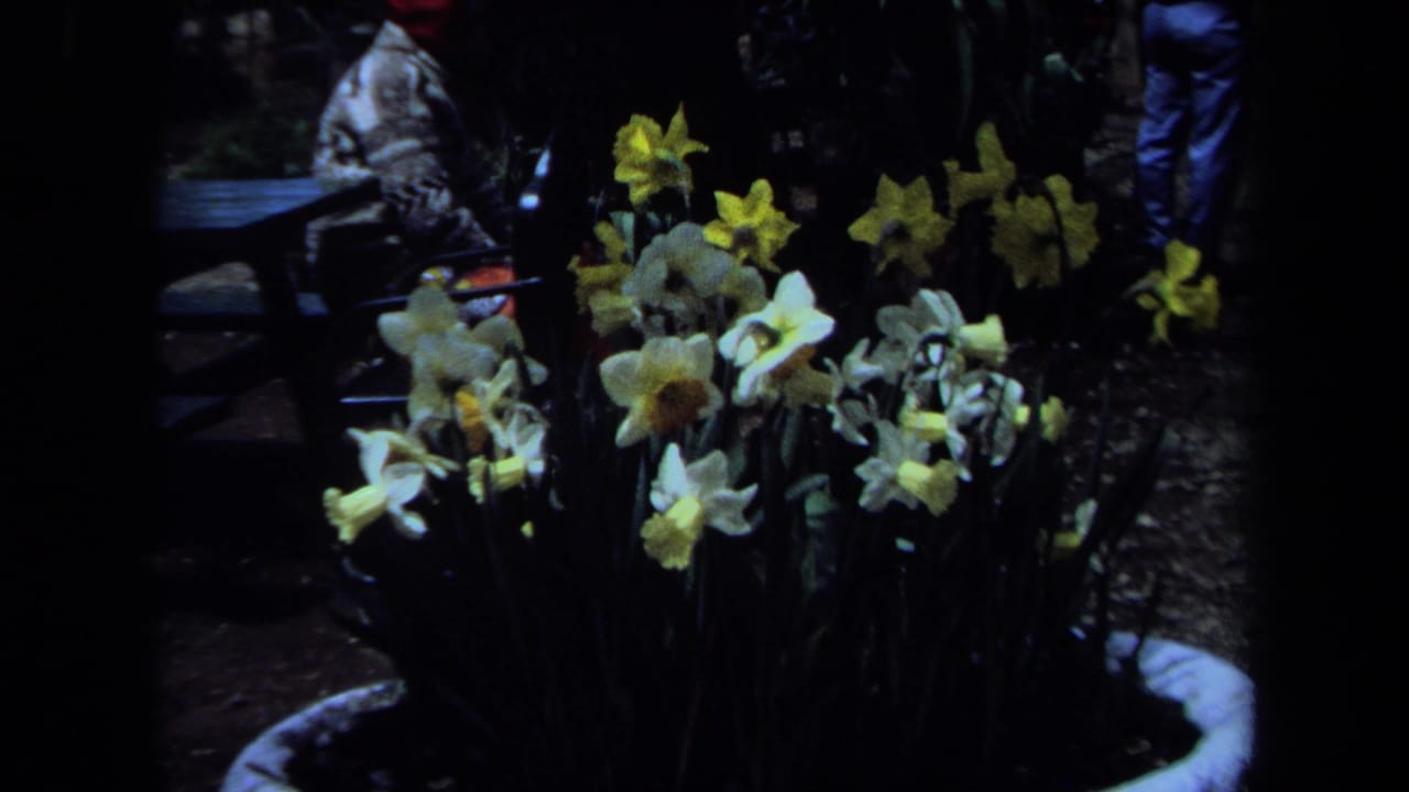 1971 Maine garden frame with daffodils in front and a seated adult man partly obscured in the background.