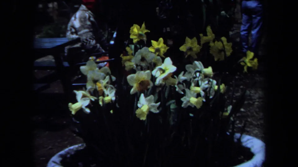 1971 Maine garden frame with daffodils in front and a seated adult man partly obscured in the background.