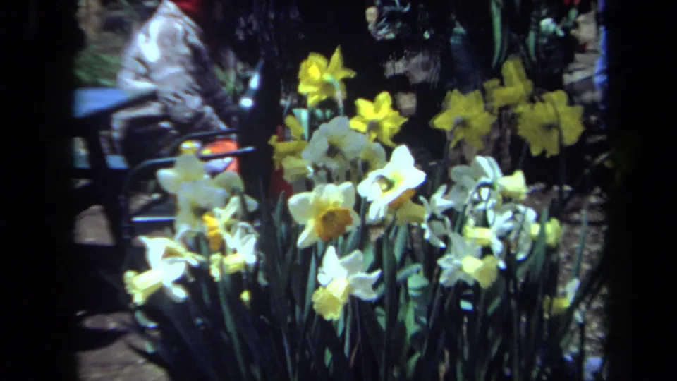 1971 Maine 8mm frame showing yellow and white daffodils with a partially obscured seated man in the background.