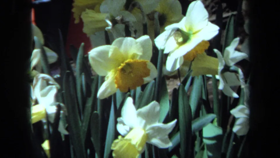 1971 Maine garden close-up of white and yellow daffodils, framed tightly with green leaves and dark shadows.