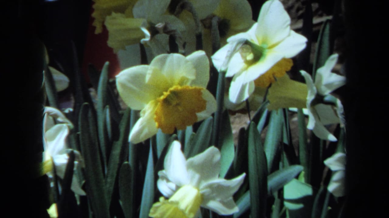 1971 Maine 8mm frame with clustered white daffodils and vertical green leaves in a spring garden.