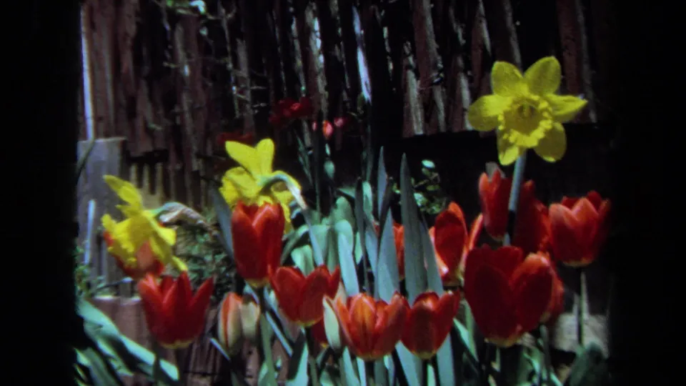 1971 Maine 8mm frame showing red tulips below yellow daffodils in a spring garden bed.
